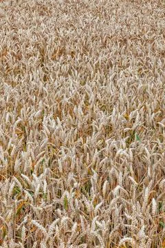Pattern of golden field Foto stock