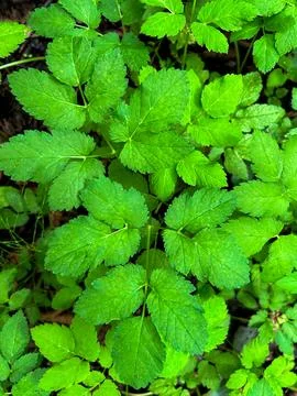 A pattern of grass in the forest Stock Photos