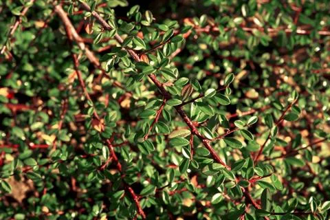Pattern of green and red branches and leaves Stock Photos