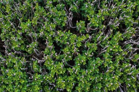 Pattern of green and white branches and leaves Stock Photos