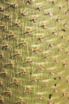 Pattern of a green cactus Stock Photos