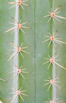 Pattern of a green cactus Stock Photos
