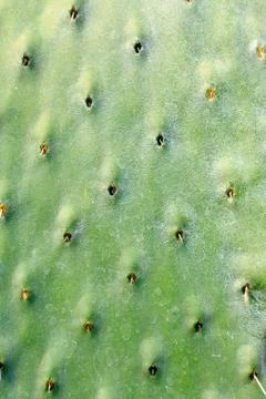 Pattern of a green cactus Stock Photos