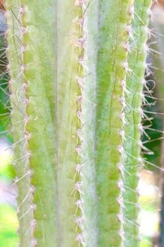 Pattern of a green cactus Stock Photos