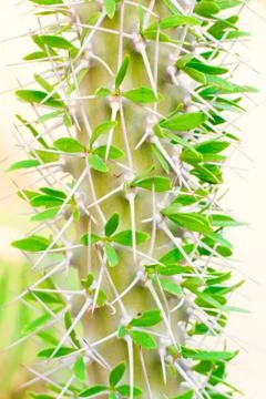 Pattern of a green cactus Stock Photos
