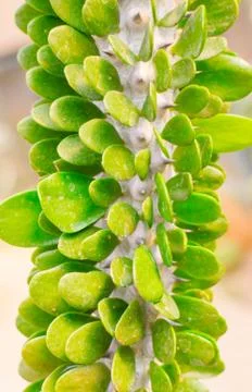 Pattern of a green cactus Stock Photos