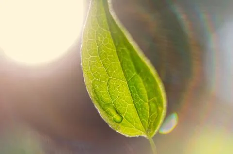 Pattern of green clematis leaf under the rainbow rays of the sun 스톡 사진
