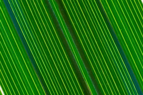 Pattern of green date palm leaves for a background Illustrazione stock
