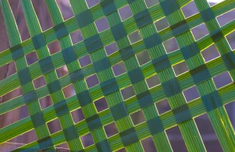 Pattern of green date palm leaves for a background Stock Photos
