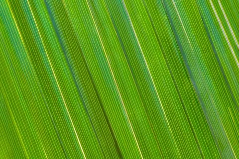 Pattern of green date palm leaves for a background Stock Photos