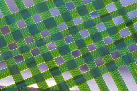 Pattern of green date palm leaves for a background Stock Photos