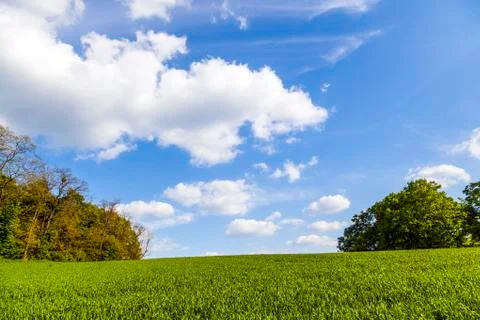 Pattern of green field with blue cloudy sky and tree Stock Photos