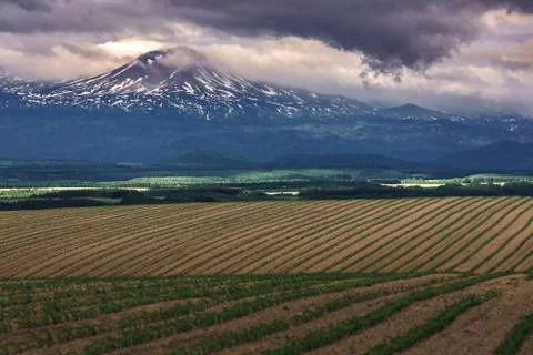 Pattern green field with mountain ranges background Stock Photos