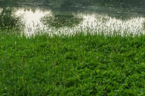 Pattern of green flowers background. Stock Photos