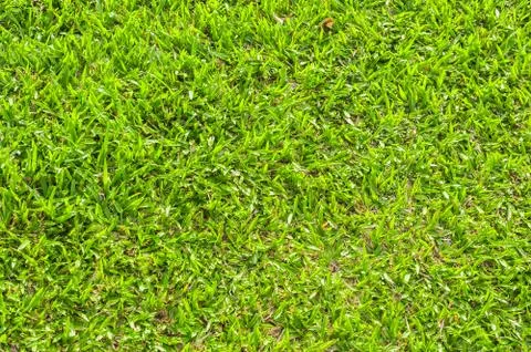 Pattern of green grass Stock Photos