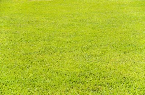 Pattern of green grass in sunlight Stock Photos
