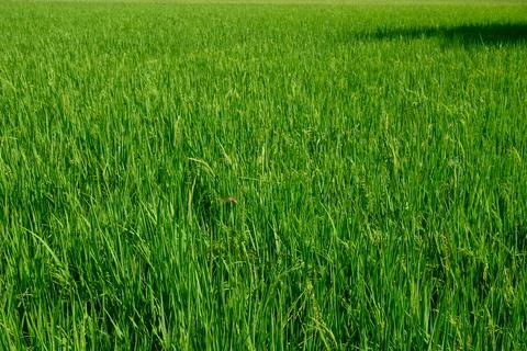 Pattern green grass texture rice meadow biodiversity Stock Photos