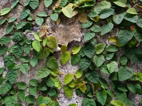 Pattern of green heart shape leafs on concrete wall. Stock Photos