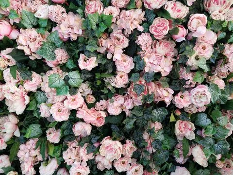 A pattern of green hedera leaves and pastel pink flowers for a delicate plant Stock Photos