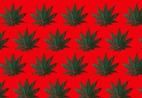 Pattern from green hemp leaves on a red background. Cannabis close-up Stock Photos