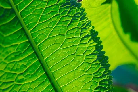 This is pattern of a green horseradish leaf. Stock Photos