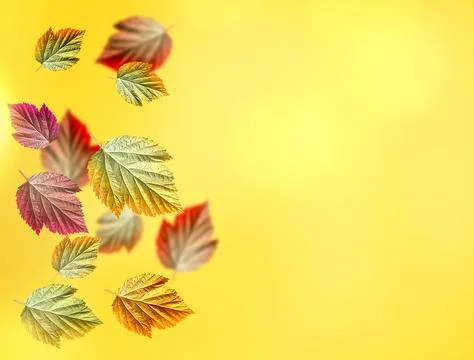 Pattern of green-ish red autumn leaves isolated over yellow background Stock Photos