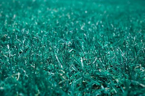 Pattern green lawn yard. Stock Photos