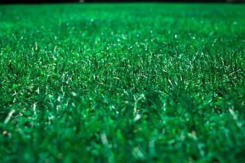 Pattern green lawn yard. Stock Photos