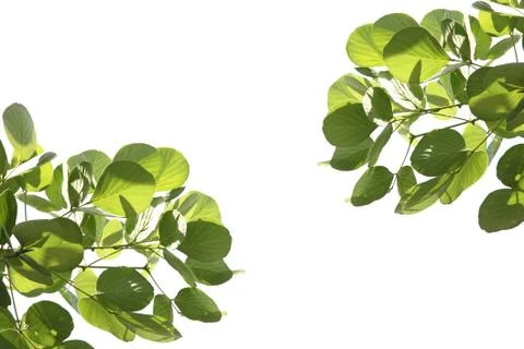 Pattern green leaf isolated. Stock Photos