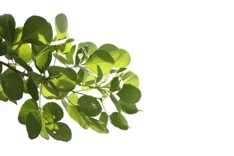 Pattern green leaf isolated. Stock-Fotos