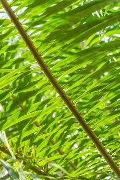 Pattern Green leaf of palm tree Stock Photos