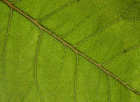 Pattern green leaf Stock Photos