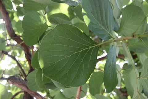 Pattern on green leaf. Foto stock