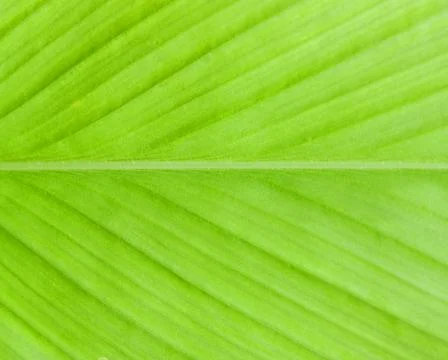 Pattern of green leaf Stock-Fotos