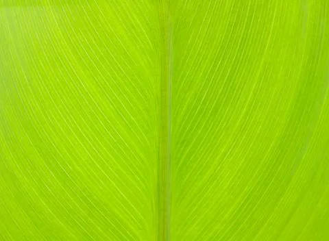 Pattern of green leaf Stock Photos
