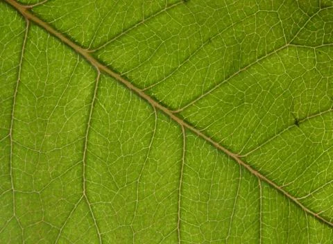 Pattern green leaf Stock Photos