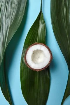 Pattern of green leaves and half coconut on a blue background with space for Stock Photos