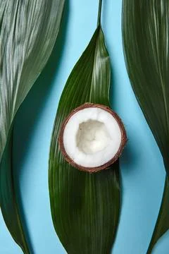 Pattern of green leaves and half coconut on a blue background with space fo.. Stock Photos