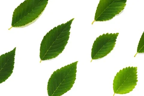 Pattern of green leaves of different sizes on a white background.. Stock Photos