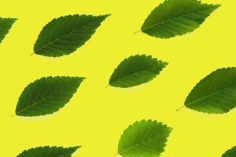 Pattern of green leaves of different sizes on a yellow background... Stock Photos