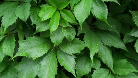 Pattern of green leaves with drops Stock Footage 205121164