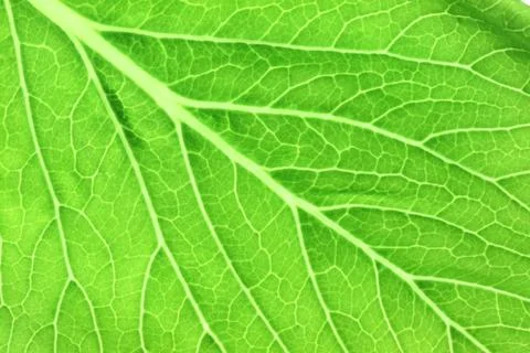 Pattern of green leaves in a macro. Stock Photos