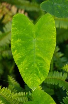 The pattern on the green leaves. Foto stock