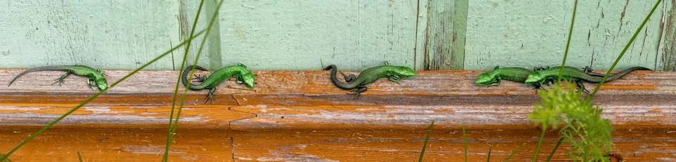 Pattern of green lizards resting on an old wooden surface. Banner Stock Photos
