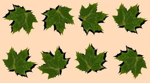 Pattern with a green maple leaf with a shadow on a beige background. Stock Photos
