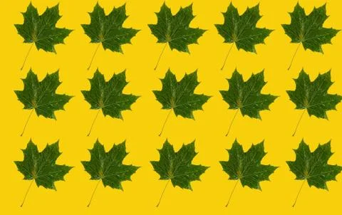 Pattern with a green maple leaf on a yellow background. 스톡 사진
