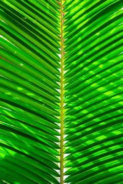 Pattern of green palm tree leaves Stock Photos