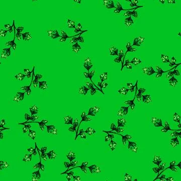 Pattern green parsley sketch hand drawn Stock Illustration