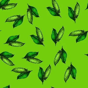 Pattern green pea sketch hand drawn Stock Illustration