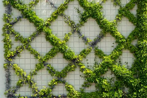 Pattern with green plant on the wall Foto stock